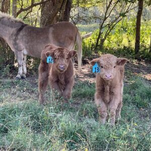 highland cows miniature