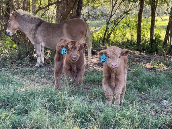 highland cows miniature