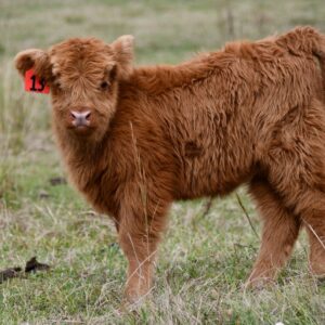 highland miniature cows