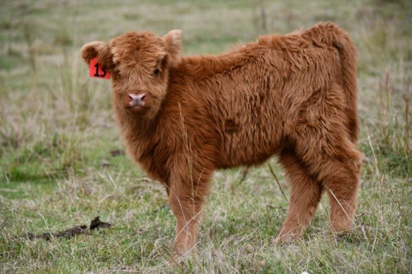 highland miniature cows