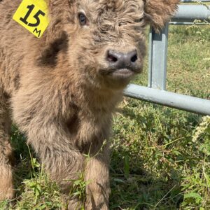 highland miniature cow