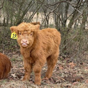 miniature highland cow cost