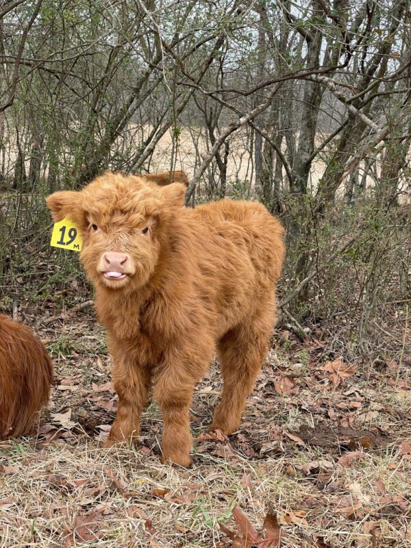 miniature highland cow cost