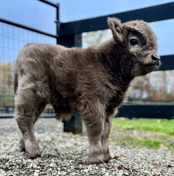 mini highlandcow