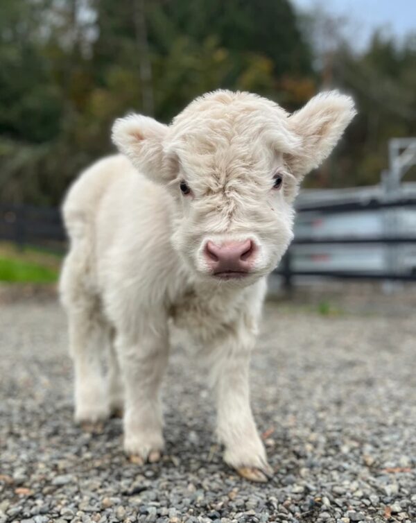 micro mini highland cow