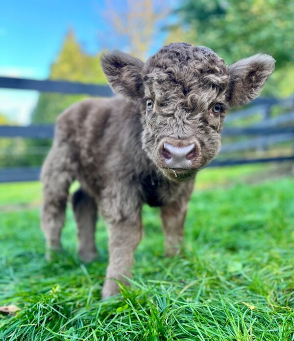 micro highland cow