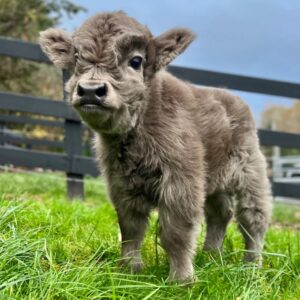 mini highland cow