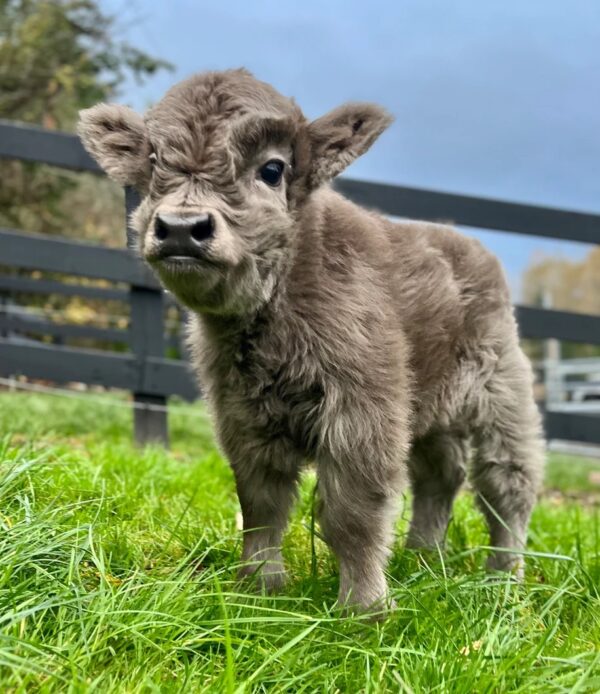 mini highland cow