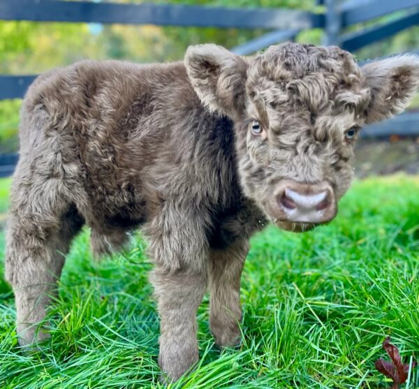 micro highland cow
