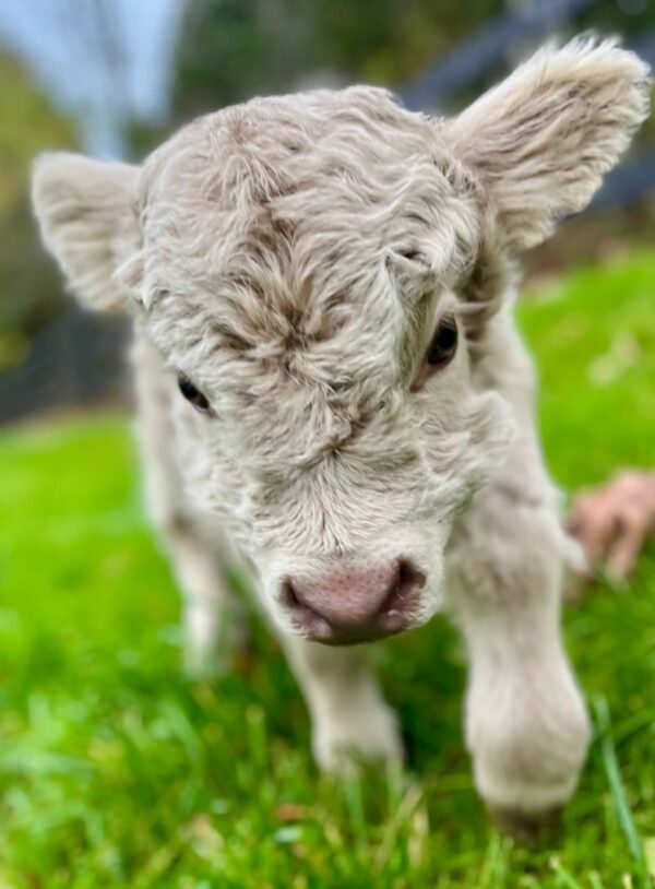 highland mini cow