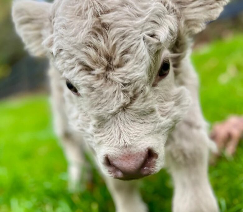 Miniature Highland Cattle