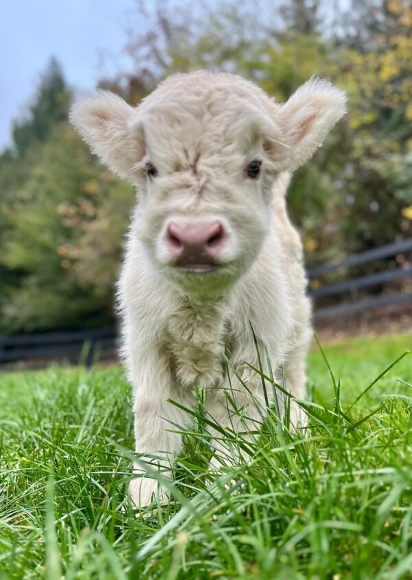 micro minihighlandcow