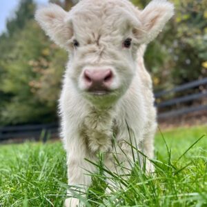 micro mini highland cow