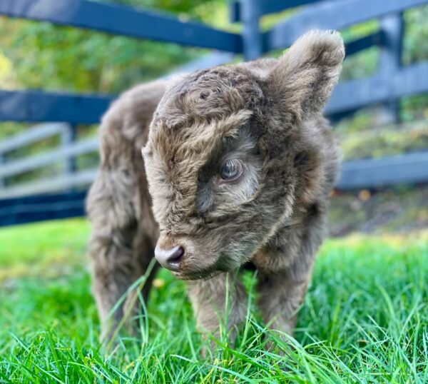 highland micro mini cow