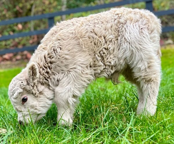 highland mini cow