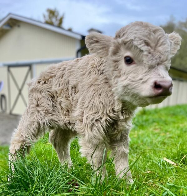 highland mini cow