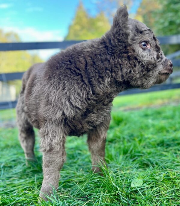 microhighland cow