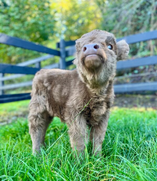 microminihighland cow