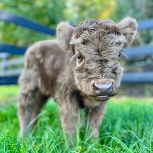 highlandmicro mini cow