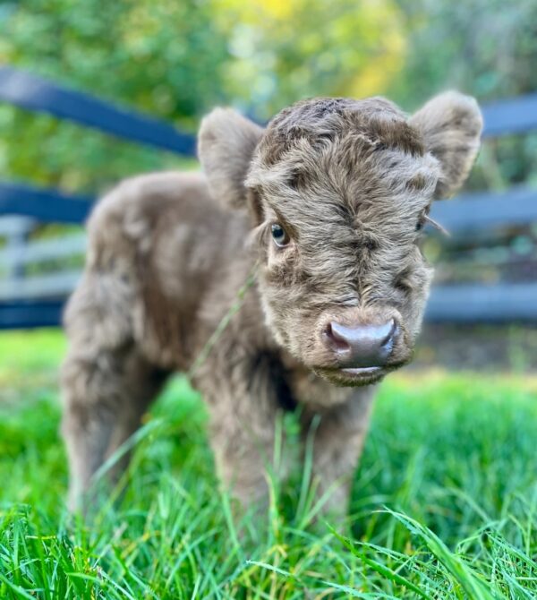 highlandmicro mini cow