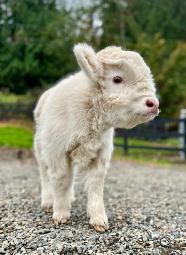 micro mini highlandcow