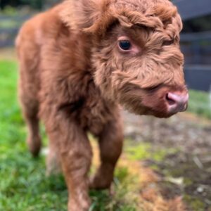 highland heifer for sale