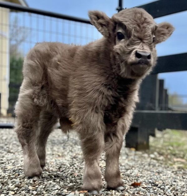 mini highland cow