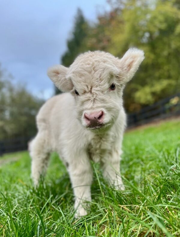 microminihighland cow