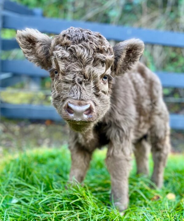 micro highland cow