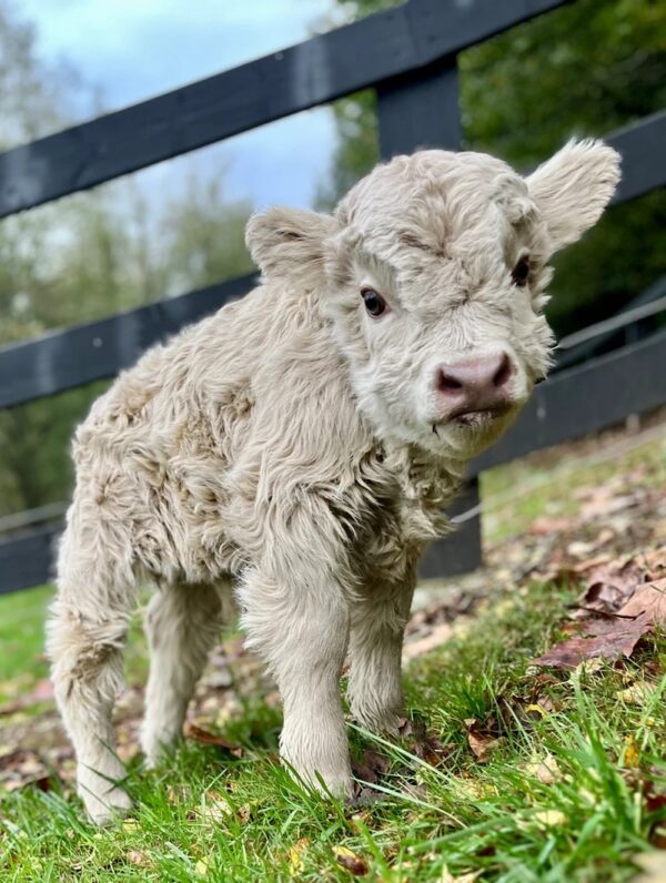 highlandmini cow