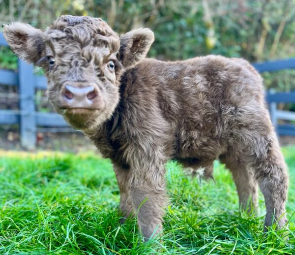 MicroHighland cows