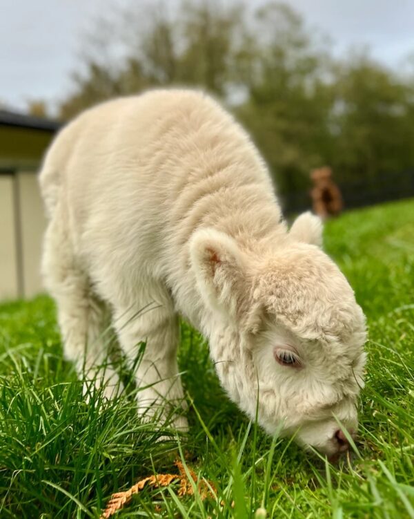 micromini highland cow