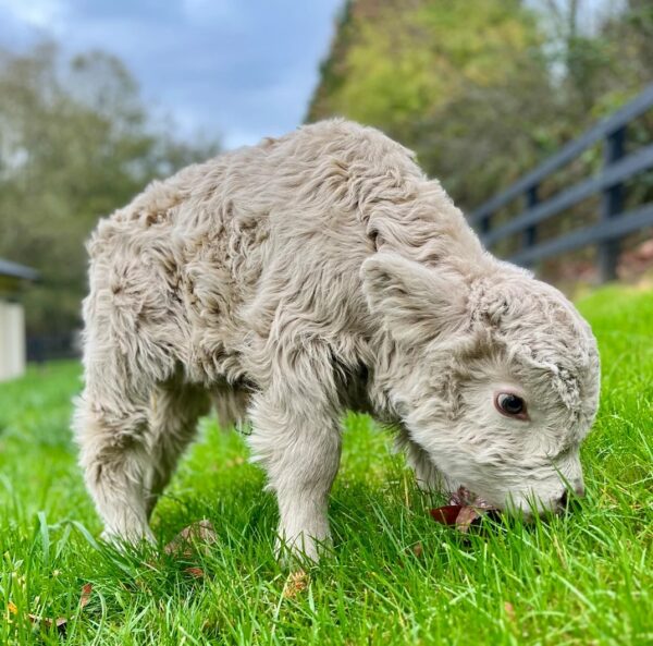 highlandmini cow