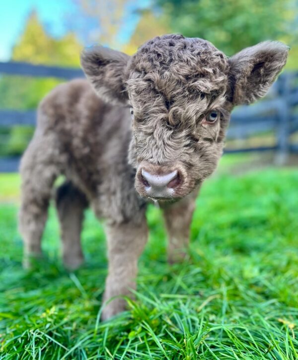 micro highland cow