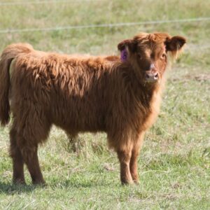 micro miniature highland cow