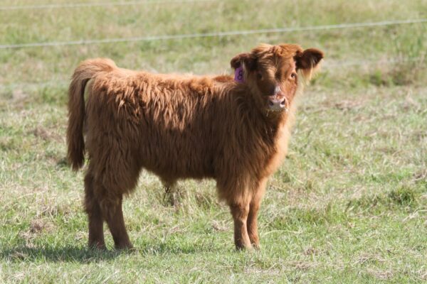 micro miniature highland cow