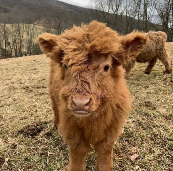 miniature highland cows for sale