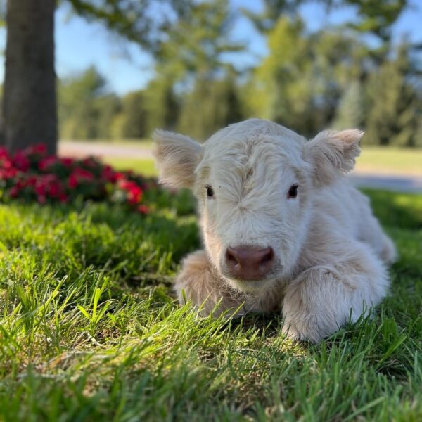 hailey miniature Highland heifer calf