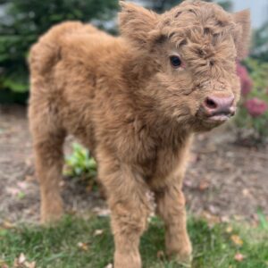 Gwen miniature Highland heifer calf