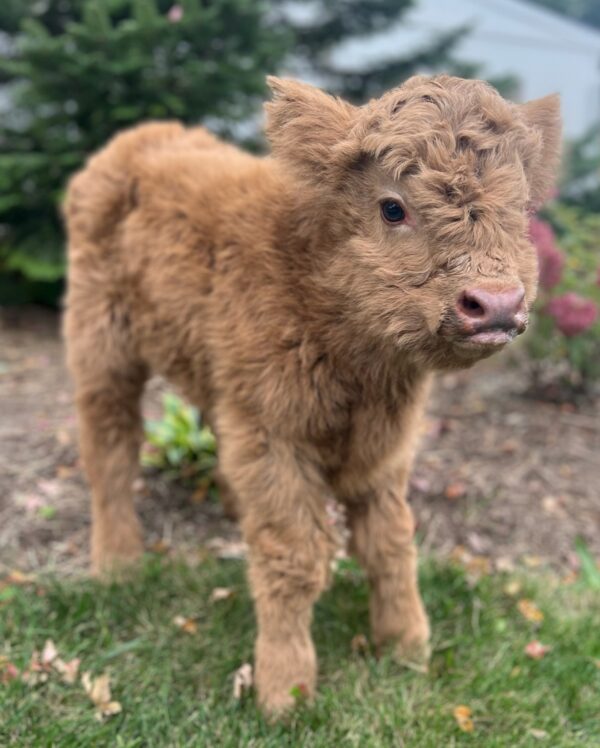 Gwen miniature Highland heifer calf