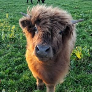 micro mini highland cow