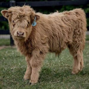 Billy mini highland cow