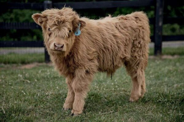 Billy mini highland cow