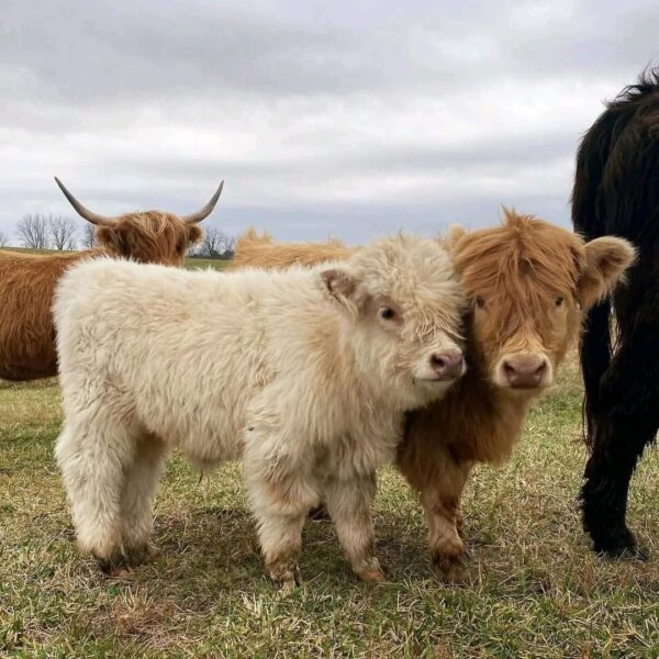 Cinnamon & Herb micro mini highland cow