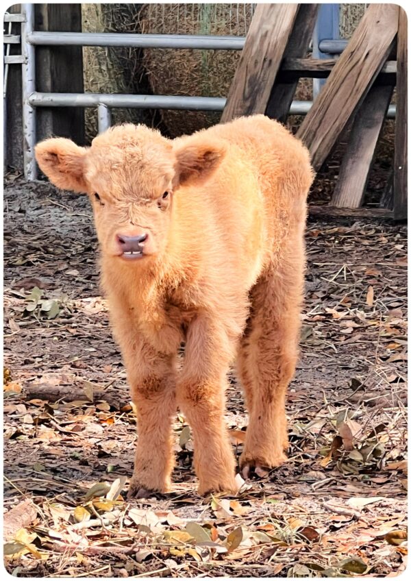 Miniature Highland Heifer Cupcake