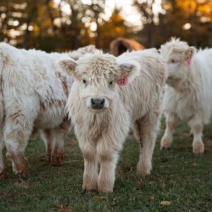 calves for sale near me