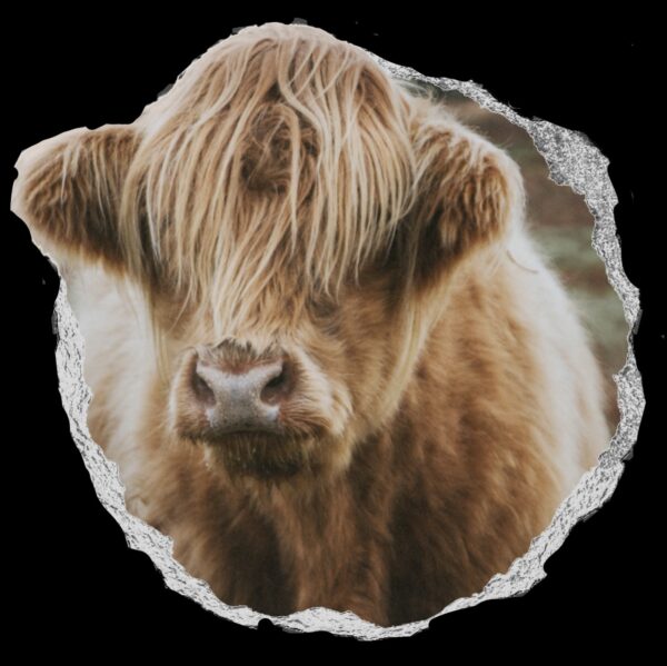 Emma Jane mini highland cow - Image 2