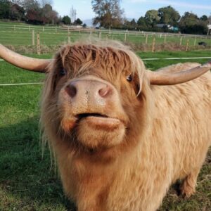 Emma Jane mini highland cow