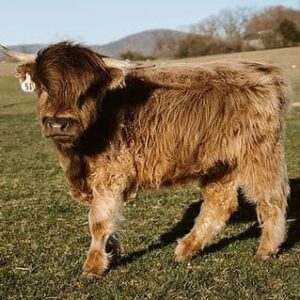 Heather highland mini cow