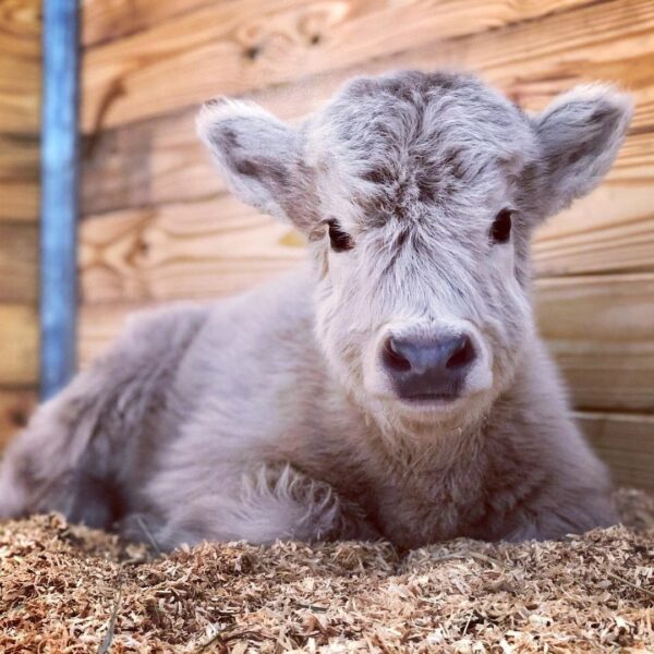 highland cows for sale